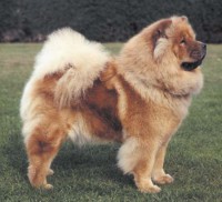 CHOW CHOW